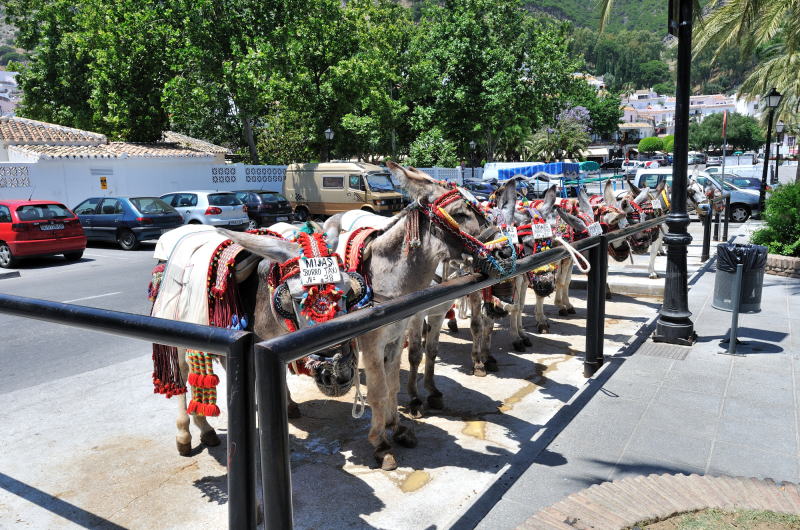 出番を待つロバタクシー[Burro Taxi]の主役たち