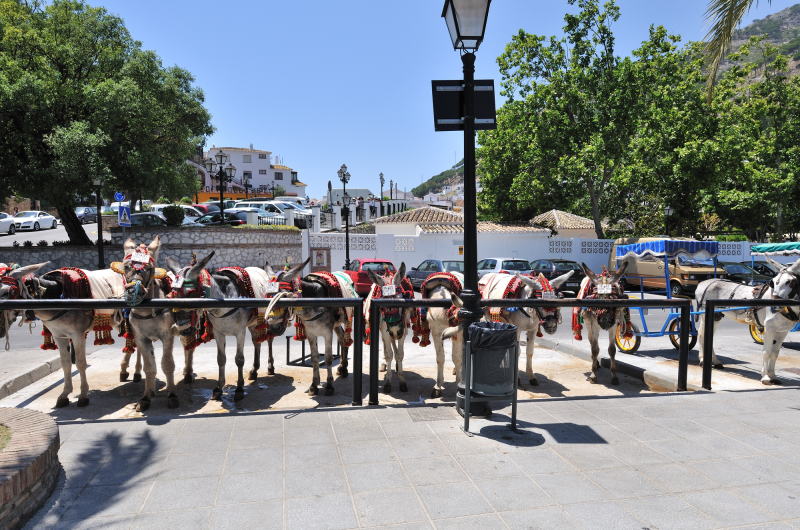 出番を待つロバタクシー[Burro Taxi]の主役たち