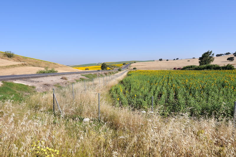 ロンダからセビーリャに向かう途中のウトレラ自動車道[Ctra Utrera]