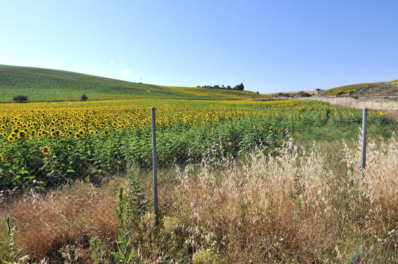 ウトレラ自動車道[Ctra Utrera]沿いに広がるヒマワリ畑