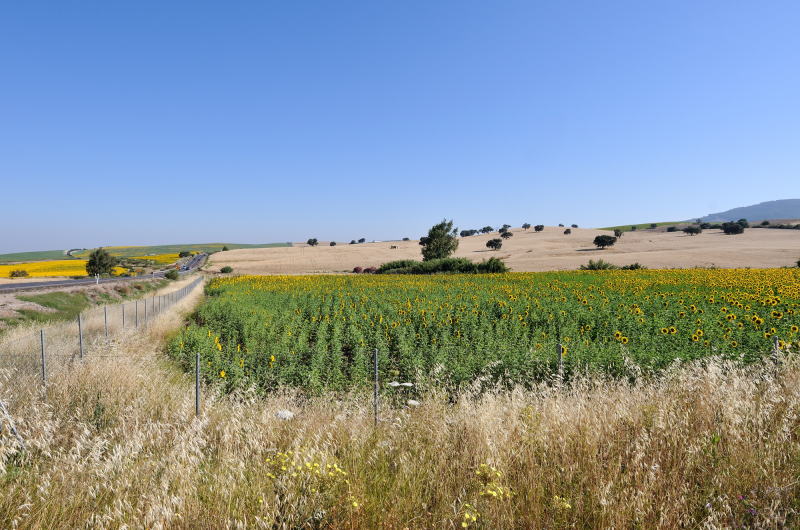 ロンダからセビーリャに向かう途中のウトレラ自動車道とヒマワリ畑