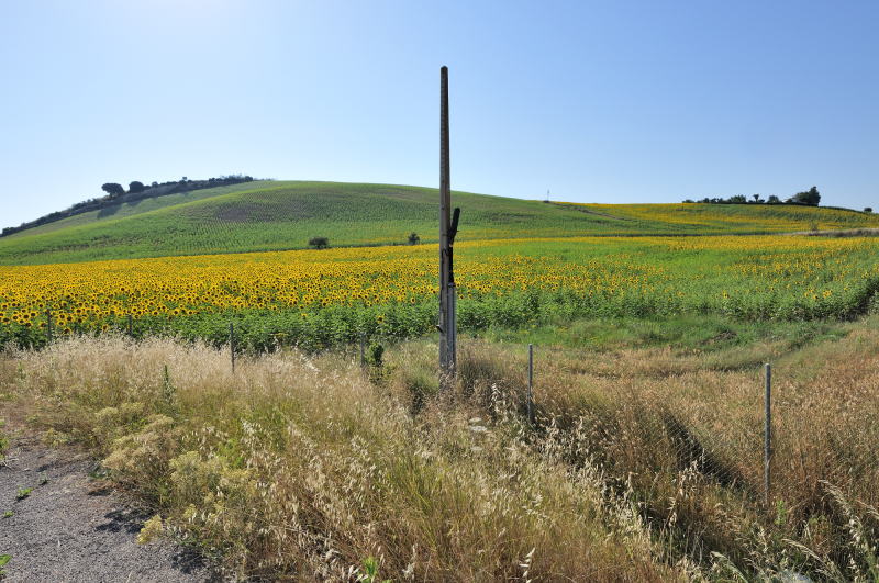トレラ自動車道[Ctra Utrera]沿いに広がるヒマワリ畑