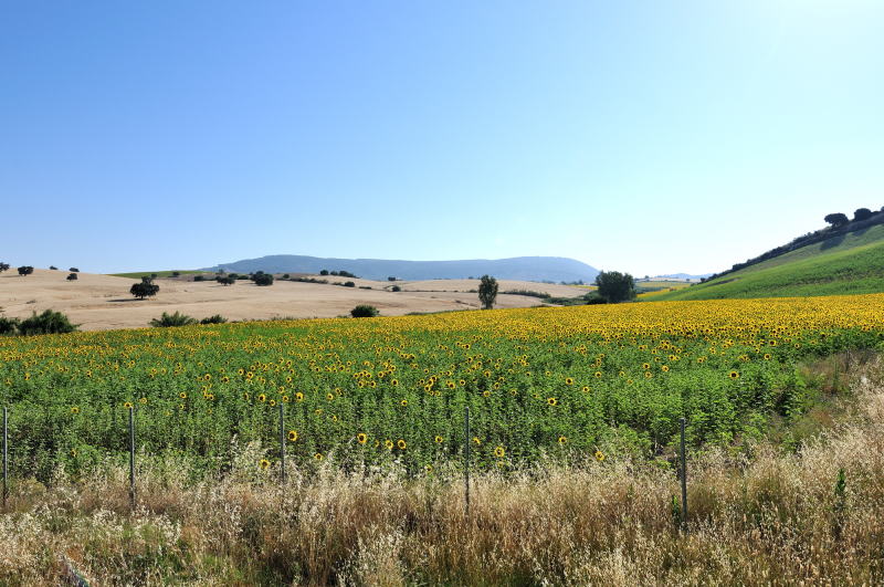 トレラ自動車道[Ctra Utrera]沿いに広がるヒマワリ畑