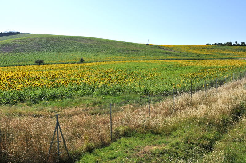 トレラ自動車道[Ctra Utrera]沿いに広がるヒマワリ畑