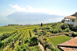 レマン湖の北岸に広がるラヴォー[Lavaux]地区のブドウ畑