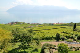 レマン湖の北岸に広がるラヴォー[Lavaux]地区のブドウ畑