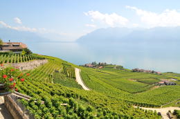 レマン湖の北岸に広がるラヴォー[Lavaux]地区のブドウ畑