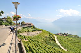 レマン湖の北岸に広がるラヴォー[Lavaux]地区のブドウ畑