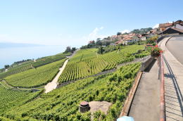 レマン湖の北岸に広がるラヴォー[Lavaux]地区のブドウ畑