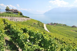 レマン湖の北岸に広がるラヴォー[Lavaux]地区のブドウ畑