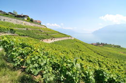 レマン湖の北岸に広がるラヴォー[Lavaux]地区のブドウ畑