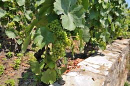 レマン湖の北岸に広がるラヴォー[Lavaux]地区のブドウ畑