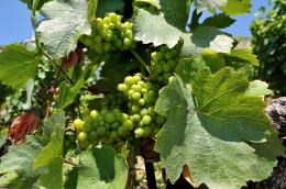 レマン湖の北岸に広がるラヴォー[Lavaux]地区のブドウ畑