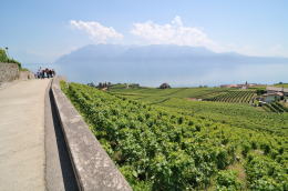 レマン湖の北岸に広がるラヴォー[Lavaux]地区のブドウ畑