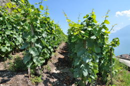 レマン湖の北岸に広がるラヴォー[Lavaux]地区のブドウ畑