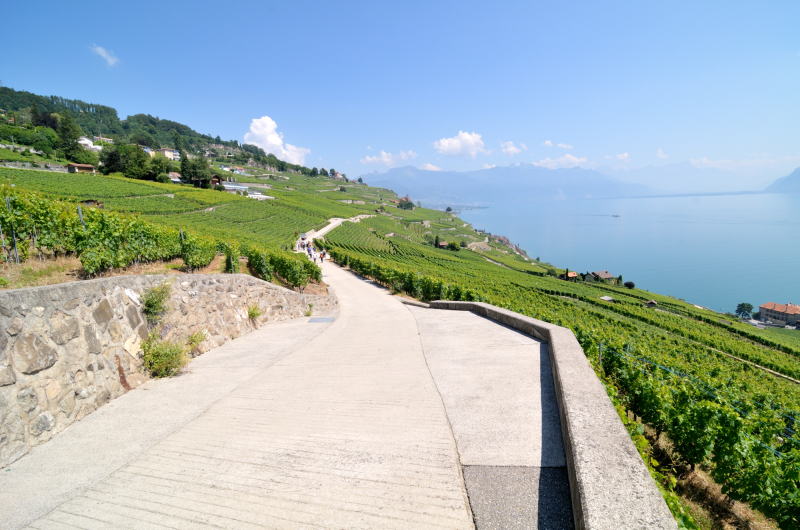 レマン湖の北岸に広がるラヴォー[Lavaux]地区のブドウ畑