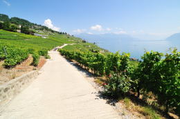 レマン湖の北岸に広がるラヴォー[Lavaux]地区のブドウ畑