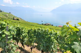 レマン湖の北岸に広がるラヴォー[Lavaux]地区のブドウ畑
