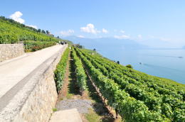 レマン湖の北岸に広がるラヴォー[Lavaux]地区のブドウ畑