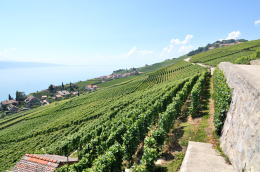 レマン湖の北岸に広がるラヴォー[Lavaux]地区のブドウ畑