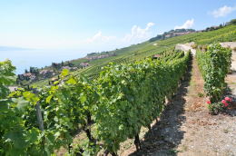 レマン湖の北岸に広がるラヴォー[Lavaux]地区のブドウ畑