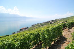 レマン湖の北岸に広がるラヴォー[Lavaux]地区のブドウ畑