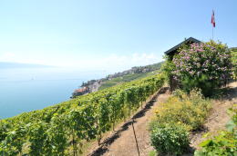 レマン湖の北岸に広がるラヴォー[Lavaux]地区のブドウ畑