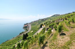 レマン湖の北岸に広がるラヴォー[Lavaux]地区のブドウ畑