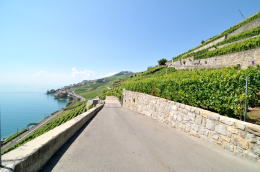 レマン湖の北岸に広がるラヴォー[Lavaux]地区のブドウ畑