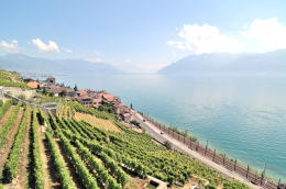 レマン湖の北岸に広がるラヴォー[Lavaux]地区のブドウ畑