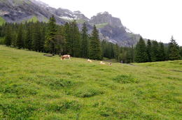 ゴンドラ山上駅～エッシネン湖[Oeschinensee](ハイキング)