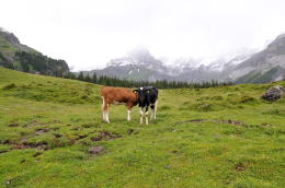 ゴンドラ山上駅～エッシネン湖[Oeschinensee](ハイキング)