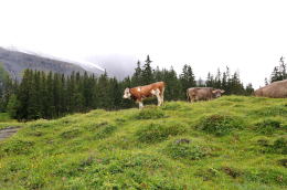 ゴンドラ山上駅～エッシネン湖[Oeschinensee](ハイキング)