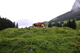 エッシネン湖[Oeschinensee]～ゴンドラ山上駅(ハイキング)