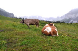エッシネン湖[Oeschinensee]～ゴンドラ山上駅(ハイキング)