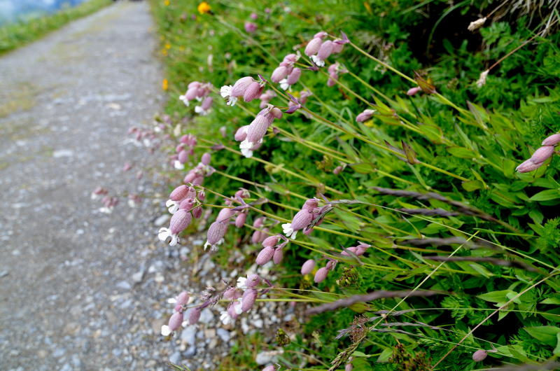 シレネ・ヴルガリス　「ナデシコ科マンテマ属」