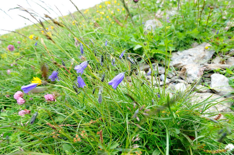 カンパニュラ・ジョイヒゼリ 　「キキョウ科の植物」