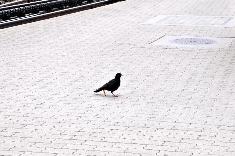 黄色いくちばしと赤い足のキバシガラス[Alpine Chough]