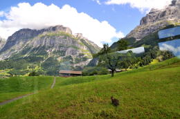 グリンデルワルト[Grindelwald]へヴェンゲンアルプ鉄道が続く