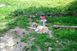 <ハイジのいえ>周辺