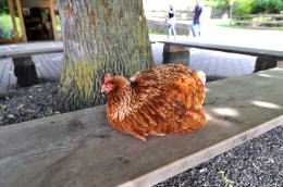 <ハイジのいえ>周辺