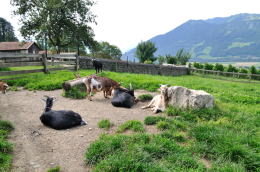 <ハイジのいえ>周辺