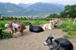 <ハイジのいえ>周辺