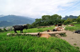 <ハイジのいえ>周辺