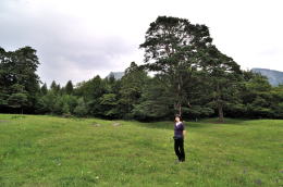ハイジの泉にある草原(マインフェルト)