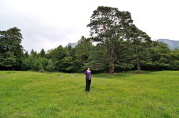ハイジの泉にある草原(マインフェルト)